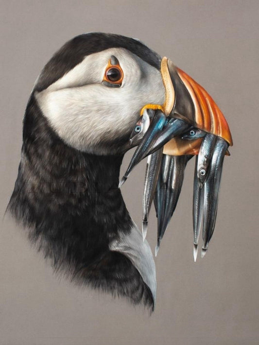 Puffin | Diamond Painting