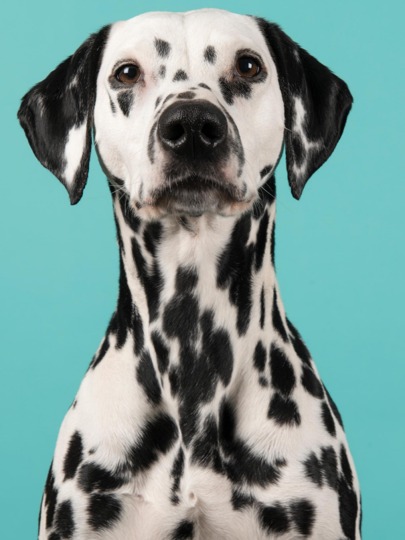 Dalmatians Dog | Diamond Painting