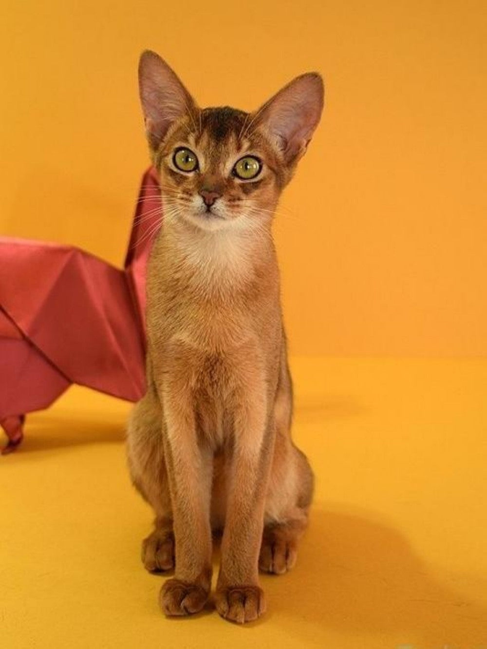 Abyssinian Cat | Diamond Painting