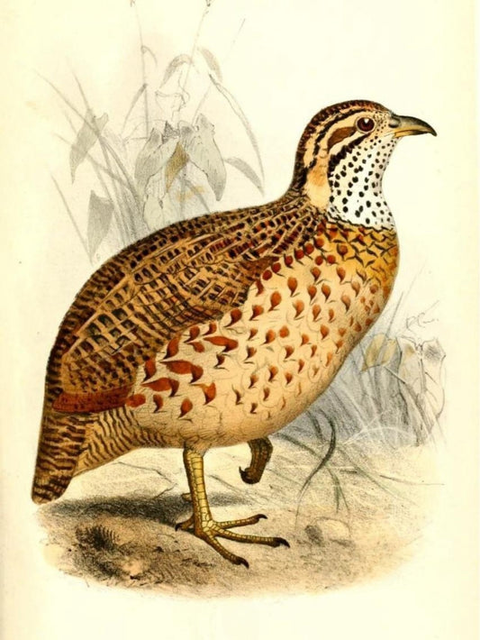 Quail | Diamond Painting