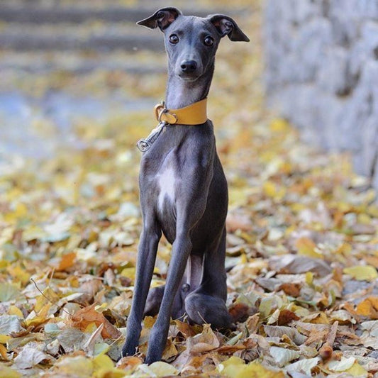 Greyhound Dog | Diamond Painting