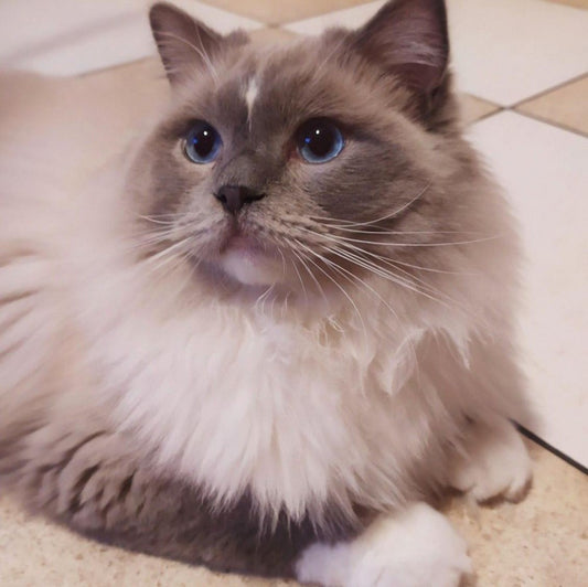 Ragdoll Cat | Diamond Painting