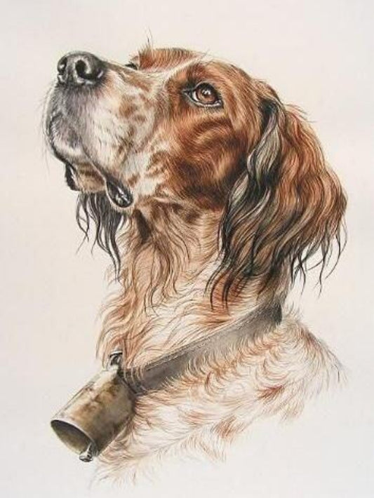 Brittany Spaniel Dog | Diamond Painting
