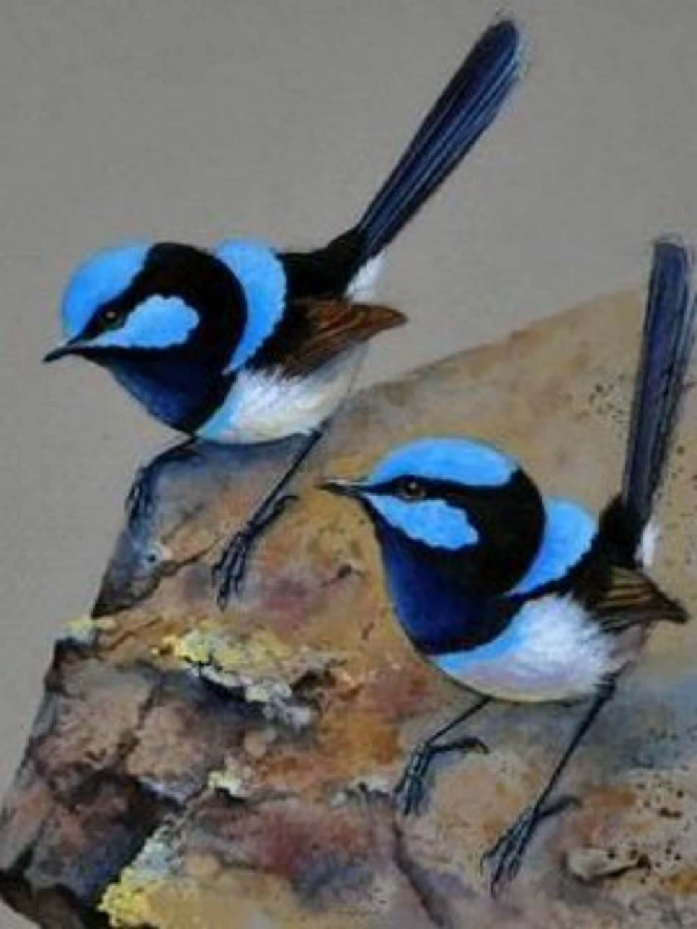 Blue Wren | Diamond Painting