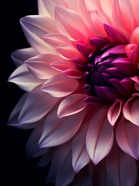 Dahlia | Diamond Painting