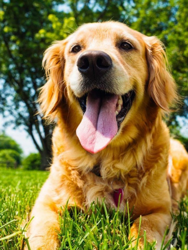 Golden Retriever Dog | Diamond Painting