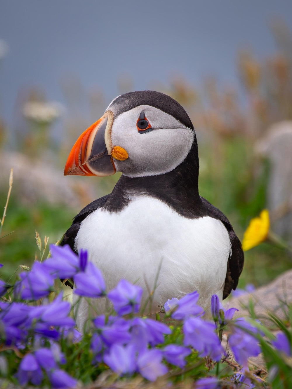 Puffin | Diamond Painting