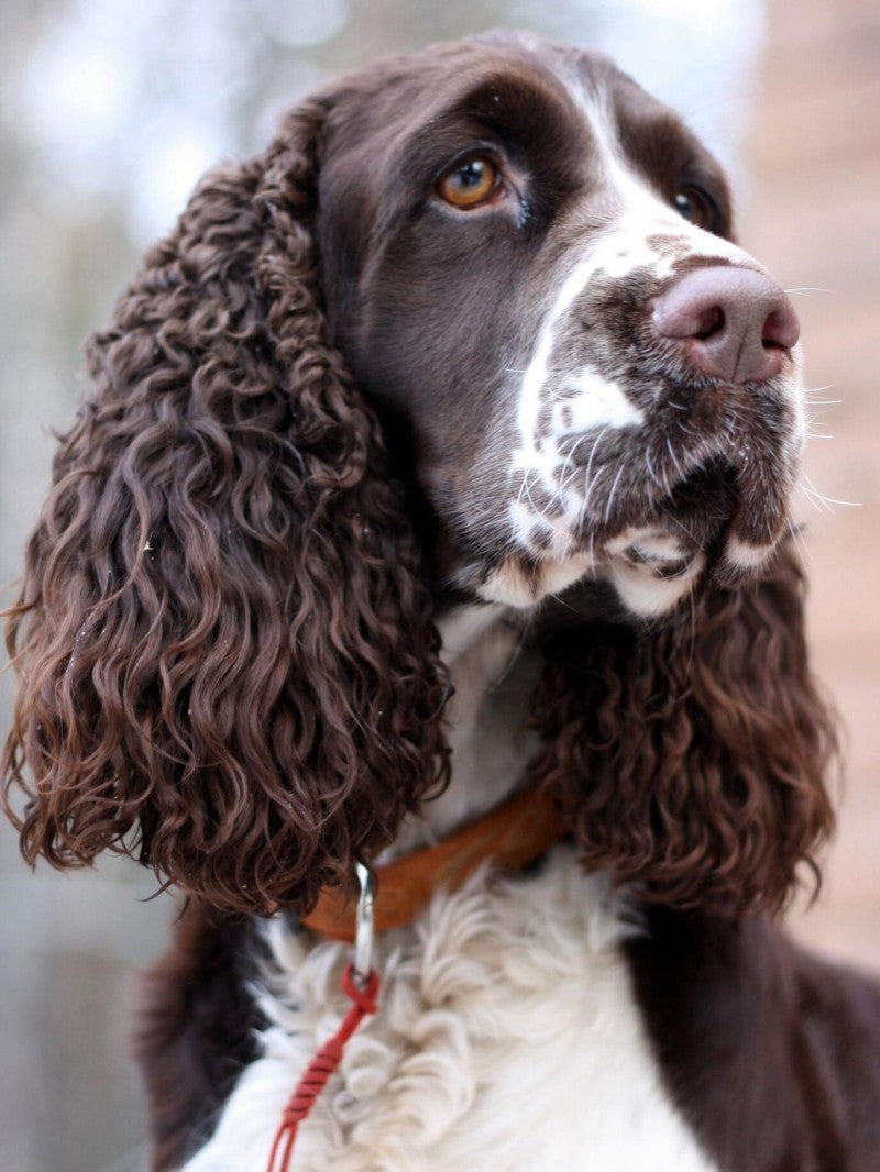 English Springer Spaniel Dog | Diamond Painting