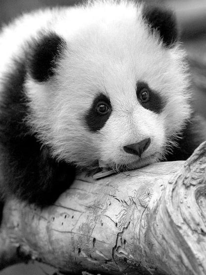 Panda | Diamond Painting
