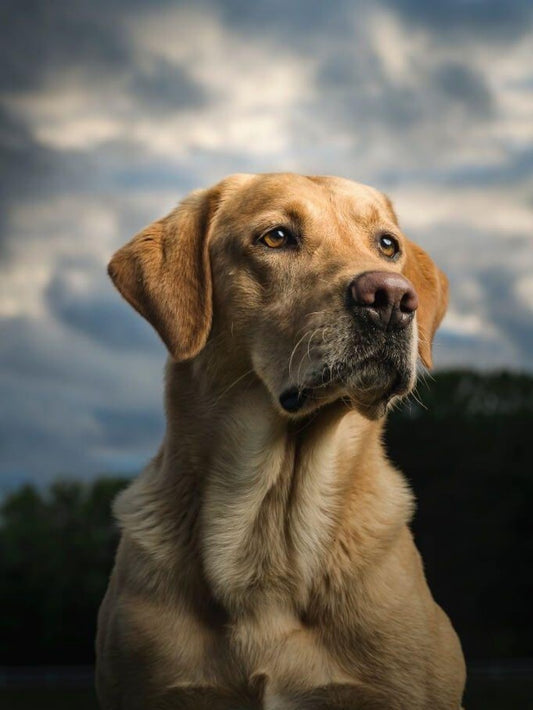 Yellow Labrador Dog | Diamond Painting