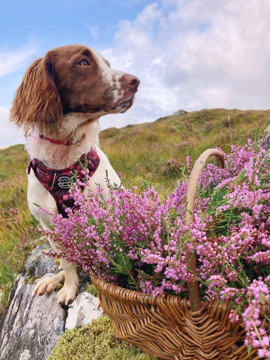 Cottage Garden Dog | Diamond Painting