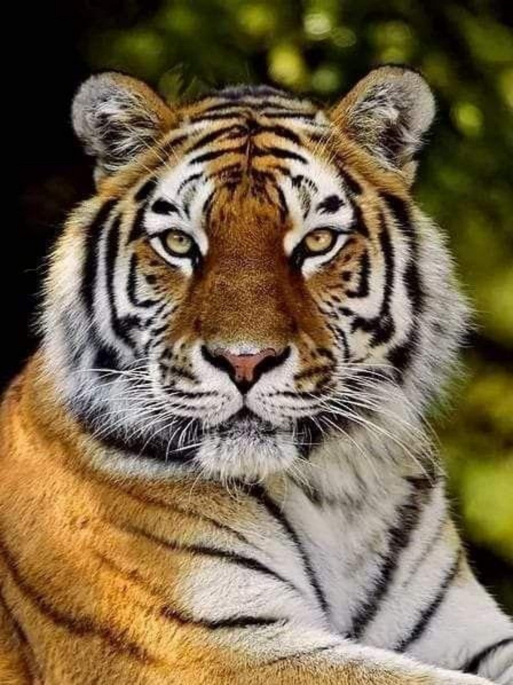 Bengal Tiger | Diamond Painting