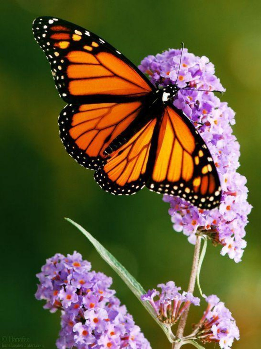 Butterfly | Diamond Painting