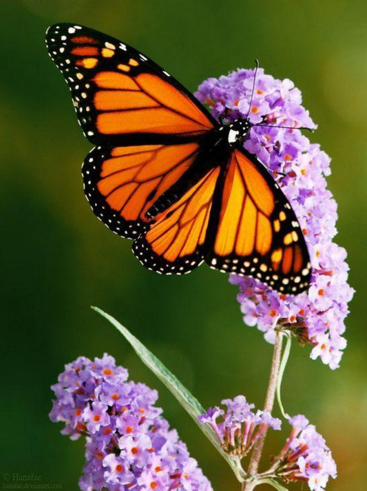 Butterfly | Diamond Painting