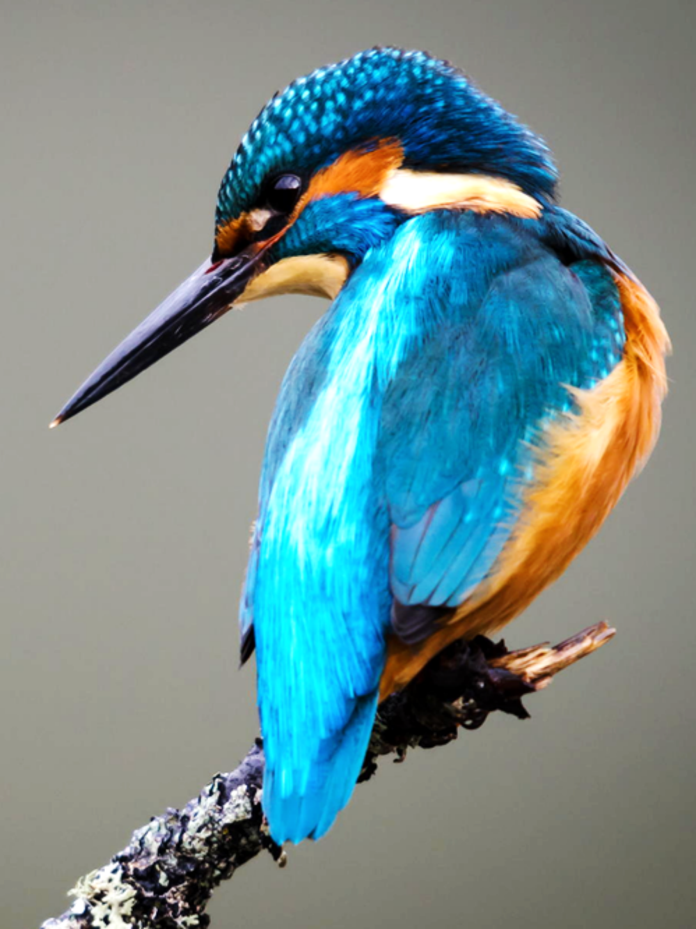 Kingfisher | Diamond Painting