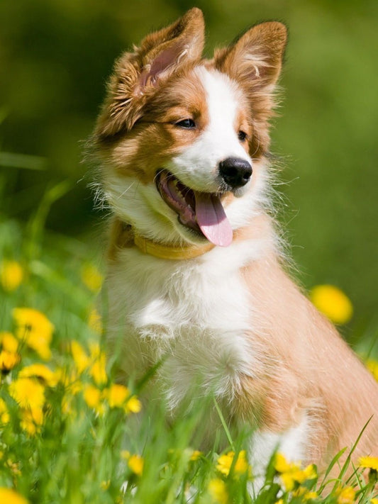 Dog Border Collie | Diamond Painting