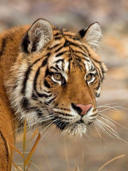 Bengal Tiger | Diamond Painting