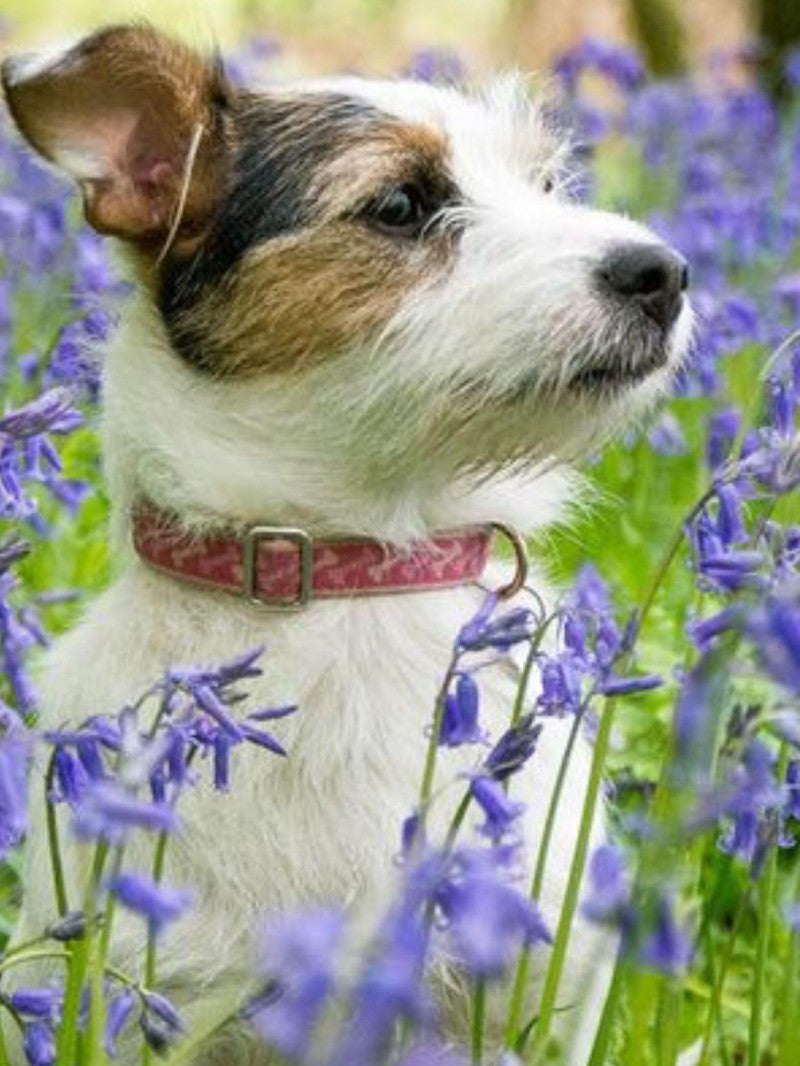 Cottage Garden Dog | Diamond Painting