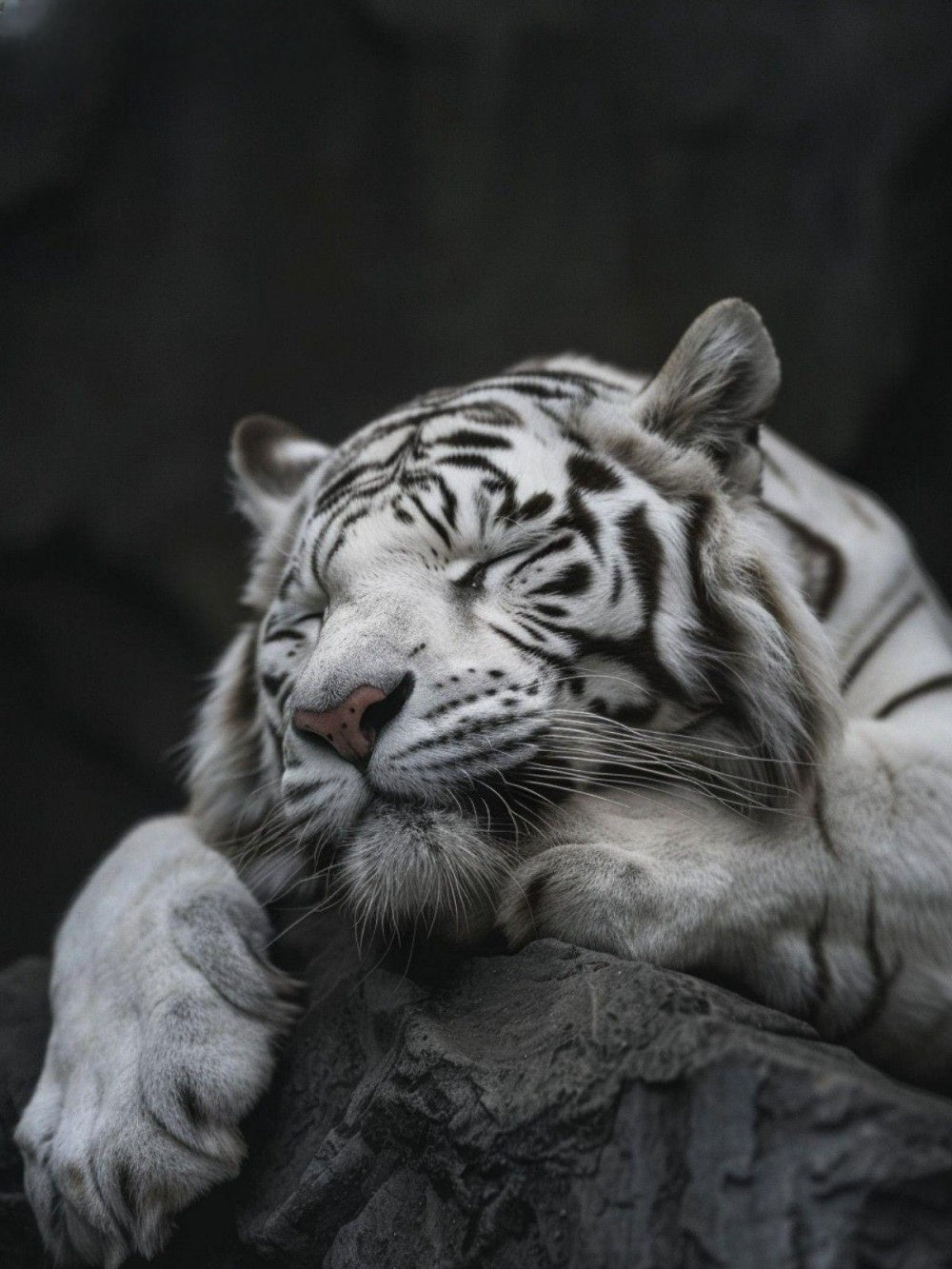 White Tiger | Diamond Painting