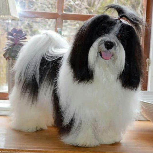 Havanese Dog | Diamond Painting