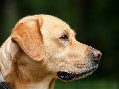 Yellow Labrador Dog | Diamond Painting