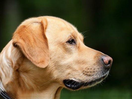 Yellow Labrador Dog | Diamond Painting