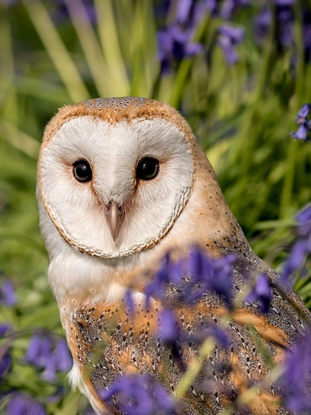 Barn Owl | Diamond Painting