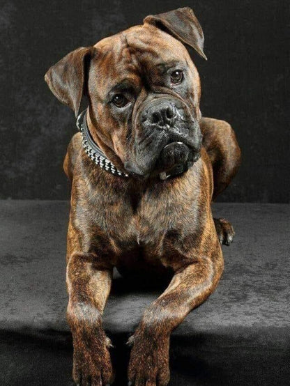 Boxer Dog | Diamond Painting
