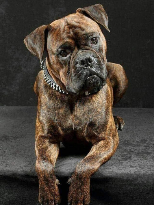 Boxer Dog | Diamond Painting