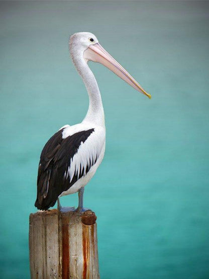 Pelican | Diamond Painting