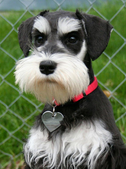 Dog Schnauzer | Diamond Painting