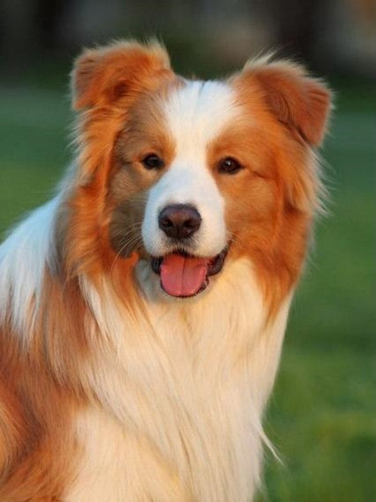 Dog Border Collie | Diamond Painting