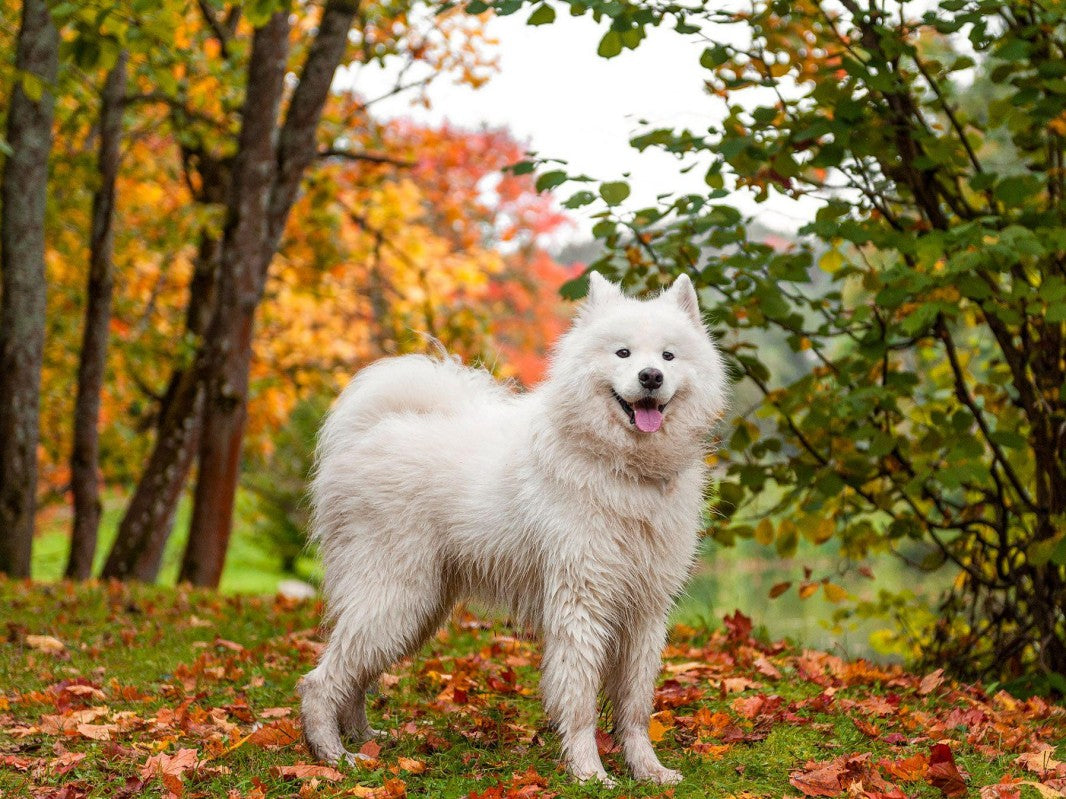 Cottage Garden Dog | Diamond Painting