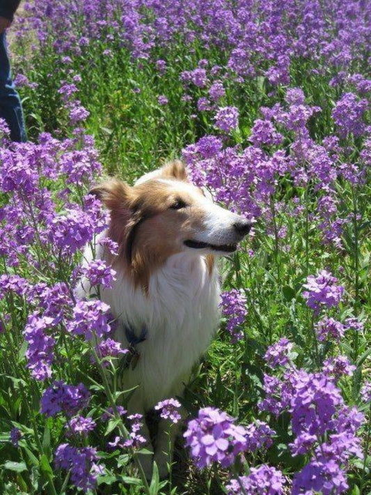 Cottage Garden Dog | Diamond Painting