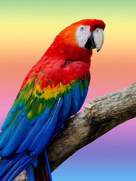 Macaw | Diamond Painting