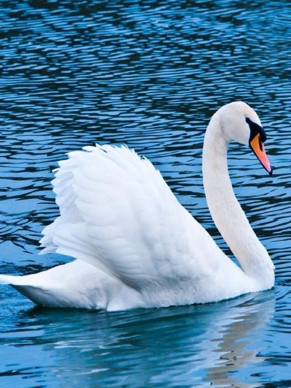 Swan | Diamond Painting