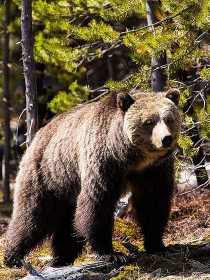 Brown Bear | Diamond Painting