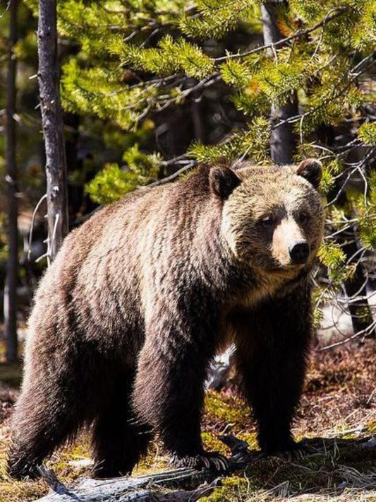Brown Bear | Diamond Painting