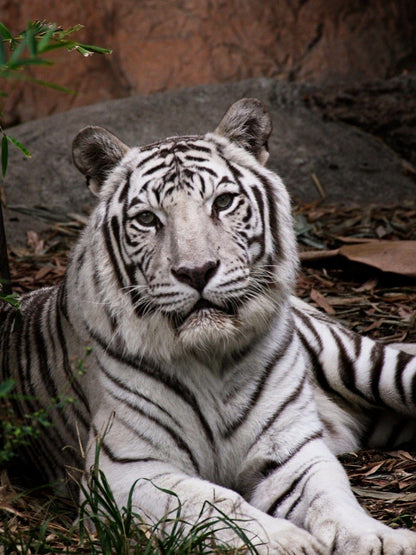 White Tiger | Diamond Painting