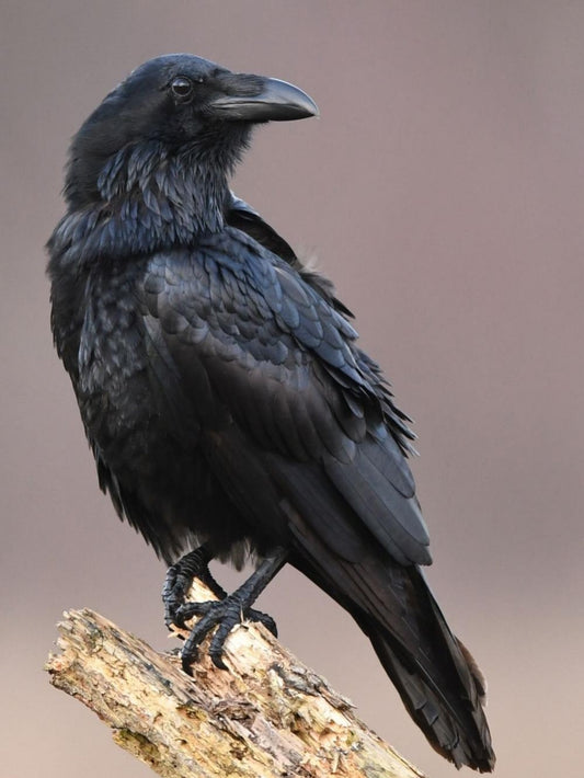 Crow | Diamond Painting