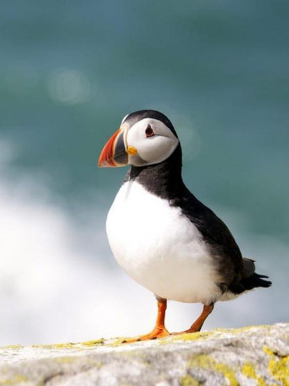 Puffin | Diamond Painting