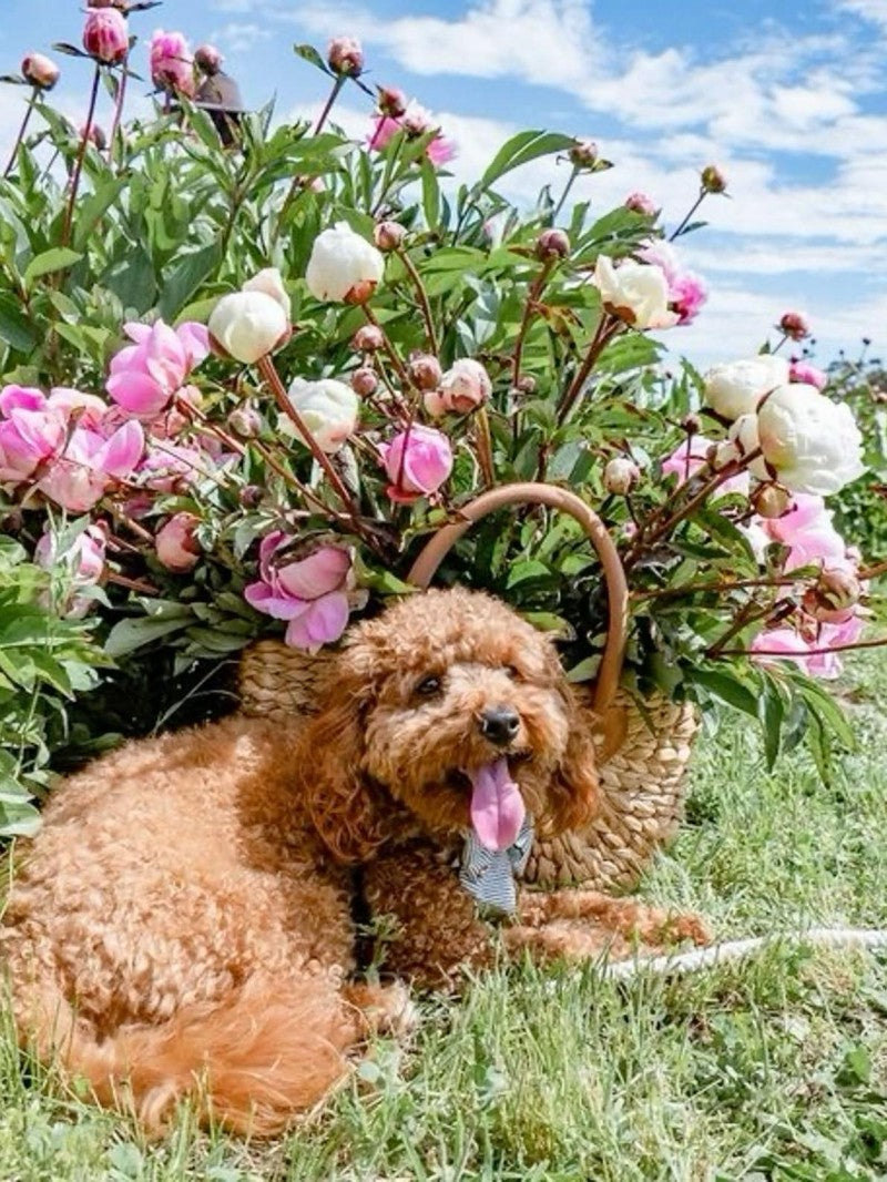 Cottage Garden Dog | Diamond Painting