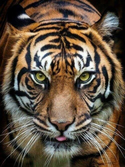 Bengal Tiger | Diamond Painting
