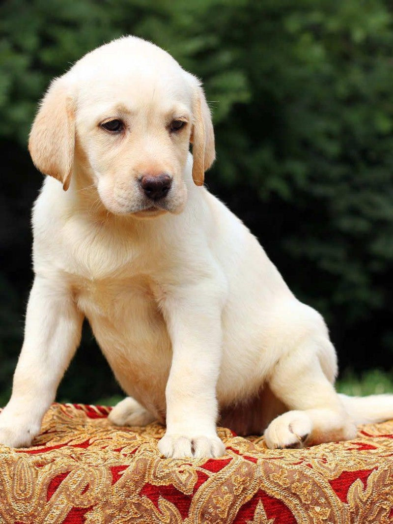 Yellow Labrador Dog | Diamond Painting
