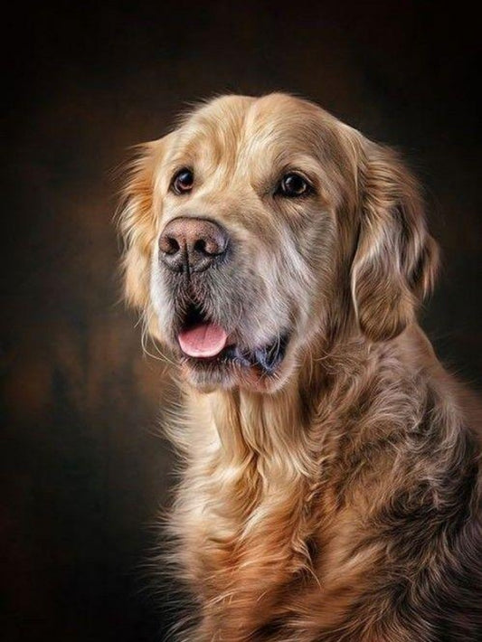 Golden Retriever Dog | Diamond Painting