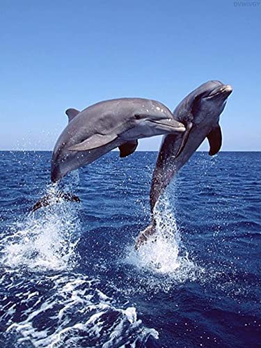 Dolphin | Cross Stitch Embroidery