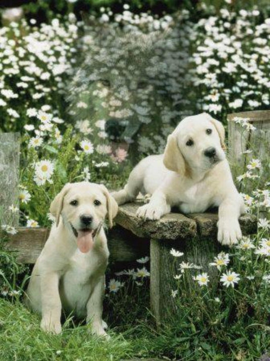 Cottage Garden Dog | Diamond Painting