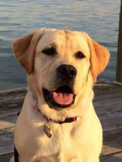 Yellow Labrador Dog | Diamond Painting