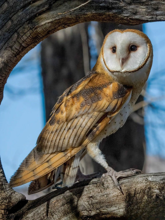 Barn Owl | Diamond Painting