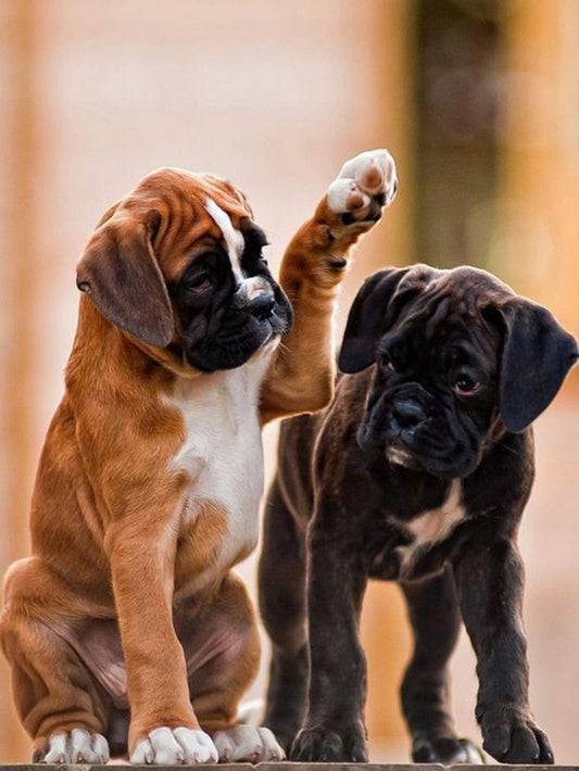 Boxer Dog | Diamond Painting